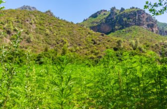 Morocco Reports First Legal Cannabis Cultivation Numbers, 294 Tons in 2023