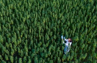Hemp Growing Manual Released By Private, Academic, and Government Researchers