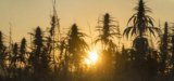 USDA Says Genetically Modified Hemp Plant Containing 0% THC Can Be Grown In U.S.