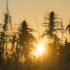 Federal Judge Blocks Arkansas Law to Ban Hemp-Derived THC