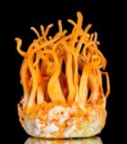 Unveiling the Power of Cordyceps: A Natural Boost for Mind and Body