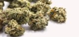 Minnesota Sets New Hemp Flower Regulations After Samples Test Over Limit