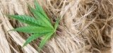 Minnesota Tribe Creating Vertically Integrated Campus for Hempcrete Housing