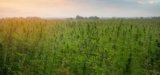 Study: Hemp Could Be Beneficial Cover Crop for Wine Vineyards