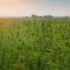 Hemp Fiber Market to Hit Over $50B by 2028, Report Indicates