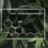What To Know Before Growing Hemp at Home