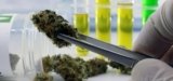 Minnesota Regulators and Police Discuss Closing THCA Hemp Loophole