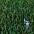Number of Kansas Farms Licensed Grow Hemp Falls to 41 from Peak of 200+