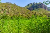 Morocco Reports First Legal Cannabis Cultivation Numbers, 294 Tons in 2023