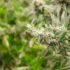 Understanding the Effect of CBD Gummies on PTSD – NanoCraft