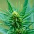Minnesota Regulators and Police Discuss Closing THCA Hemp Loophole