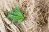 Hemp Fiber Market to Hit Over $50B by 2028, Report Indicates