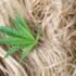 Calculating the Cost of Cannabis Oil | How Much Is Cannabis Oil?