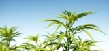 Oregon State Global Hemp Innovation Centers Nets $10M Grant to Partner with Tribes on Hemp Economic Development