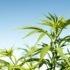 Why Shipping Containers Are Great for Growing Cannabis