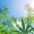 Denver Begins Psychedelic Training For First Responders